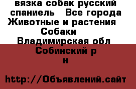 вязка собак русский спаниель - Все города Животные и растения » Собаки   . Владимирская обл.,Собинский р-н